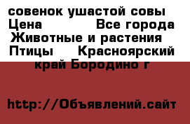 совенок ушастой совы › Цена ­ 5 000 - Все города Животные и растения » Птицы   . Красноярский край,Бородино г.